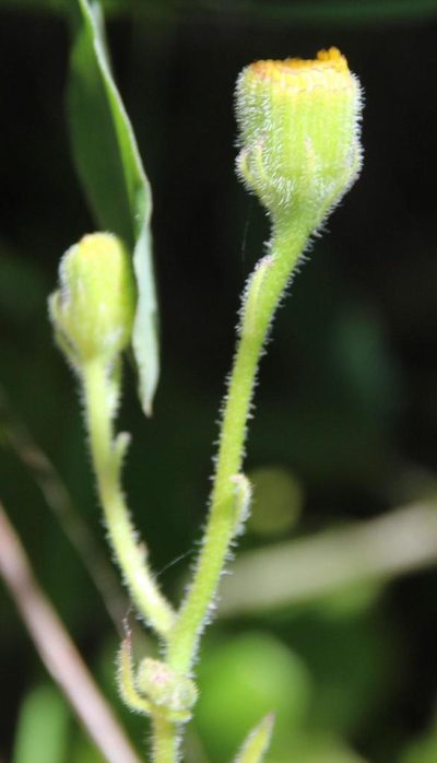Senecio planiflorus, photographed by Tony Rebelo