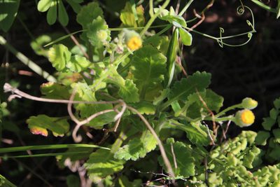 Senecio planiflorus, photographed by Tony Rebelo