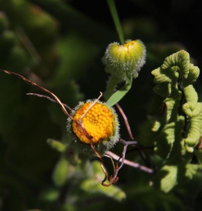 Senecio planiflorus, photographed by Tony Rebelo