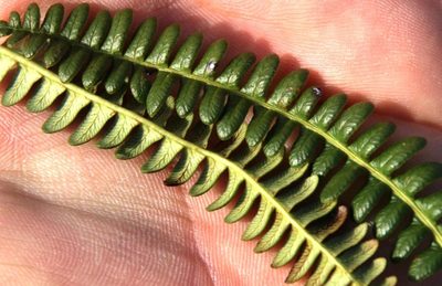 Austroblechnum lechleri, photographed by Tony Rebelo