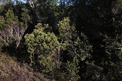 Baccharis patagonica, photographed by Tony Rebelo