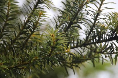 Podocarpus nubigenus, photographed by Tony Rebelo