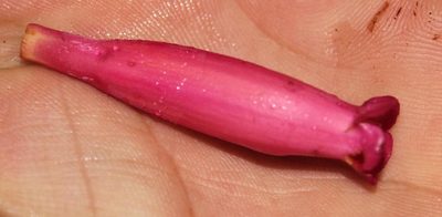 Campsidium valdivianum, photographed by Tony Rebelo