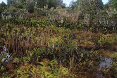 Sphagnum falcatulum, photographed by Tony Rebelo