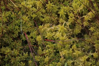 Sphagnum falcatulum, photographed by Tony Rebelo