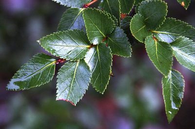 Nothofagus nitida, photographed by Tony Rebelo