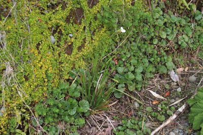 Libertia chilensis, photographed by Tony Rebelo