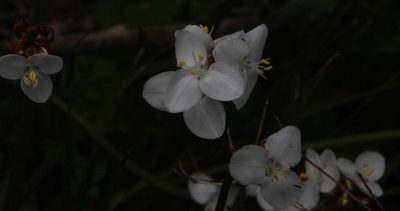 Libertia chilensis, photographed by Tony Rebelo
