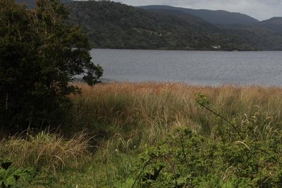 Apodasmia chilensis, photographed by Tony Rebelo