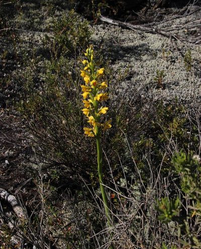 Gavilea odoratissima, photographed by Tony Rebelo
