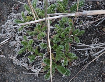 Acaena leptacantha, photographed by Tony Rebelo