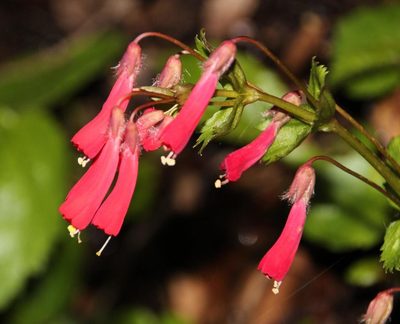Ourisia ruellioides, photographed by Tony Rebelo
