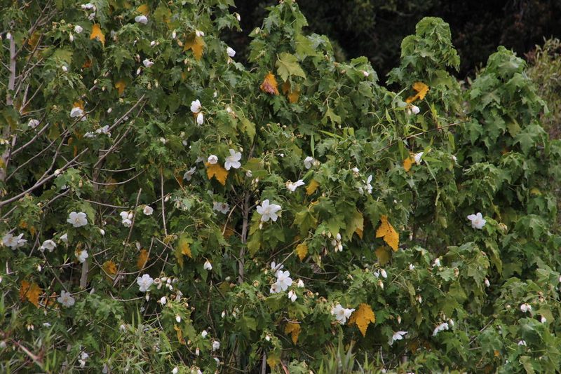 Corynabutilon vitifolium, photographed by Tony Rebelo
