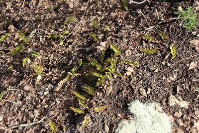 Austroblechnum microphyllum, photographed by Tony Rebelo