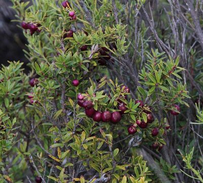 Gaultheria poeppigii, photographed by Tony Rebelo