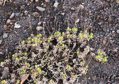 Haplopappus glutinosus, photographed by Tony Rebelo