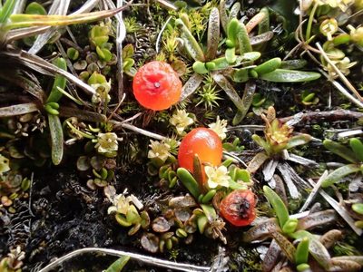Nertera balfouriana, photographed by John Steel