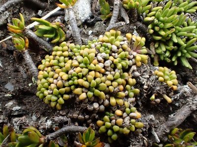 Phyllachne rubra, photographed by John Steel