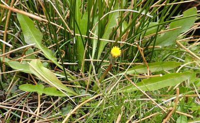 Taraxacum zealandicum, photographed by John Steel