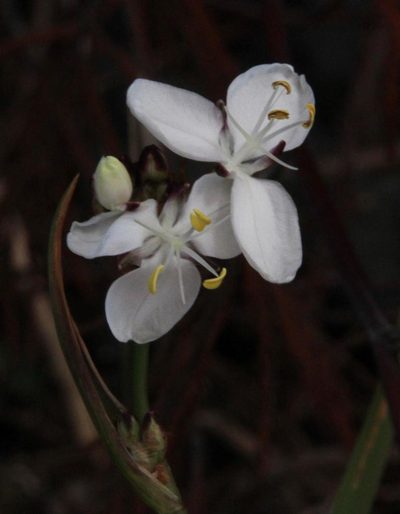 Libertia chilensis, photographed by Tony Rebelo