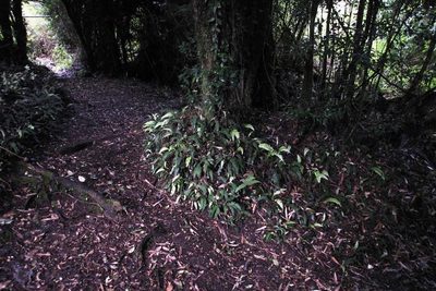 Austroblechnum lechleri, photographed by Tony Rebelo