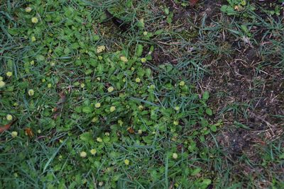 Leptinella scariosa, photographed by Tony Rebelo