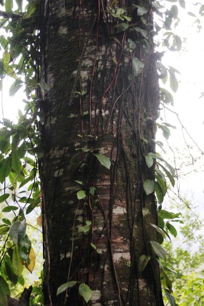 Elytropus chilensis, photographed by Tony Rebelo