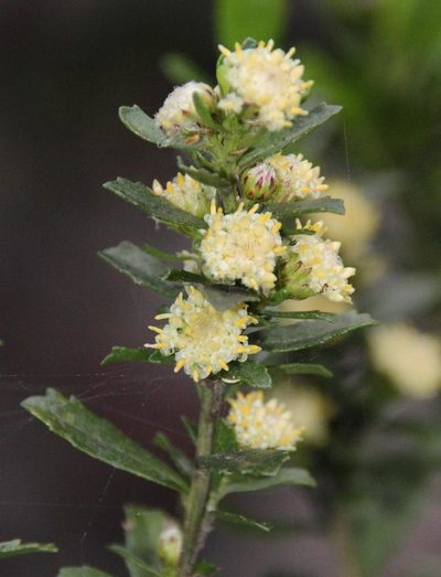 Baccharis obovata, photographed by Tony Rebelo