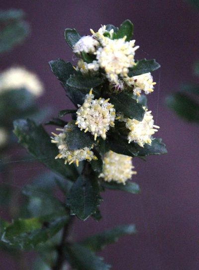 Baccharis obovata, photographed by Tony Rebelo