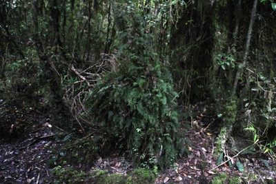 Hymenophyllum caudatum, photographed by Tony Rebelo