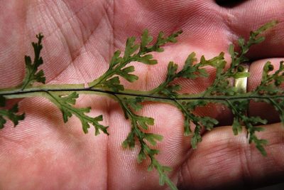 Hymenophyllum caudatum, photographed by Tony Rebelo