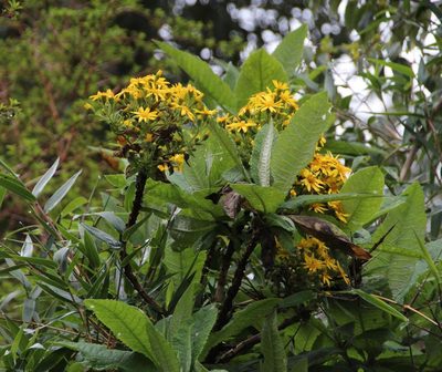 Senecio cymosus, photographed by Tony Rebelo