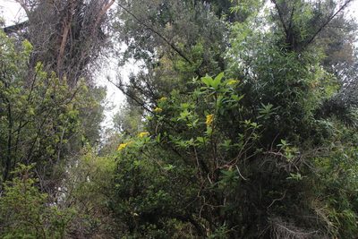 Senecio cymosus, photographed by Tony Rebelo