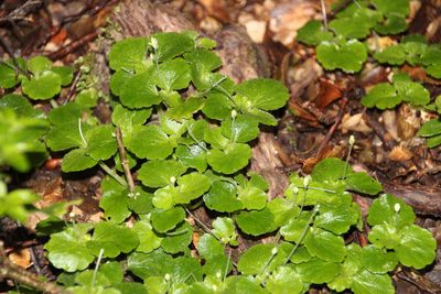 Dysopsis glechomoides, photographed by Tony Rebelo