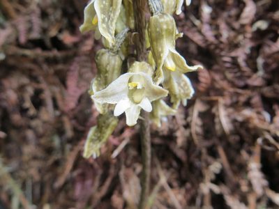 Gastrodia molloyi, photographed by Kathy Warburton