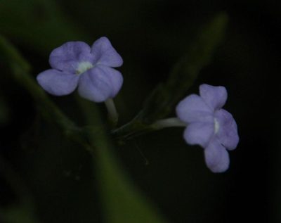 Bouchea fluminensis, photographed by Tony Rebelo
