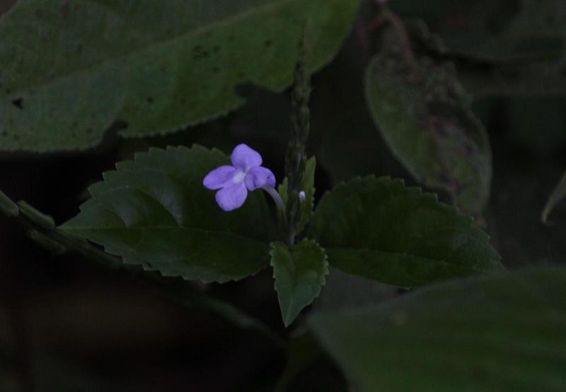 Bouchea fluminensis, photographed by Tony Rebelo