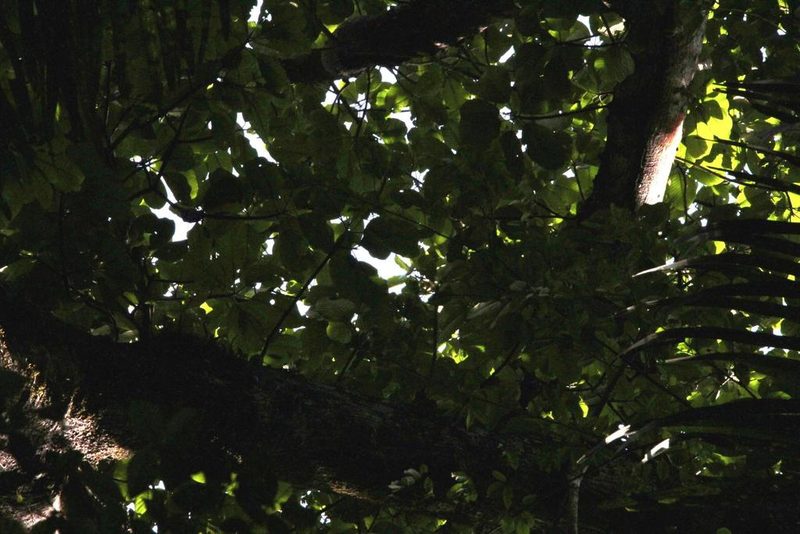 Ficus macbridei, photographed by Tony Rebelo