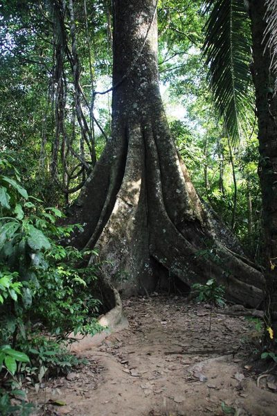Ficus macbridei, photographed by Tony Rebelo
