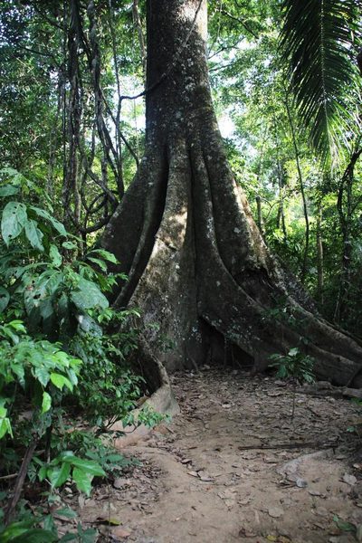 Ficus macbridei, photographed by Tony Rebelo