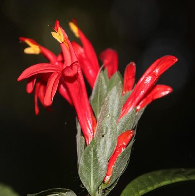 Pachystachys spicata, photographed by Tony Rebelo