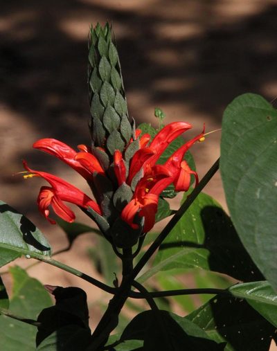 Pachystachys spicata, photographed by Tony Rebelo