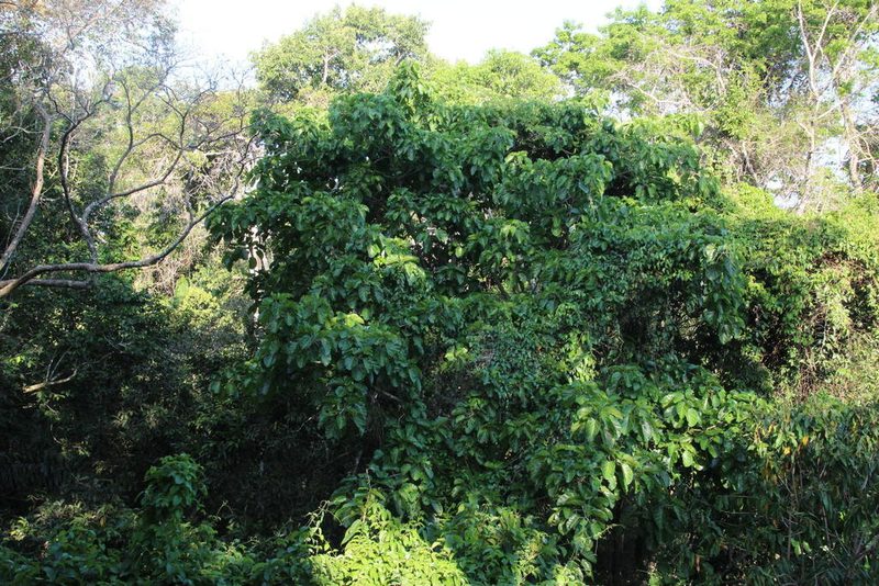 Ficus ypsilophlebia, photographed by Tony Rebelo