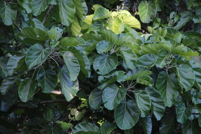 Ficus ypsilophlebia, photographed by Tony Rebelo