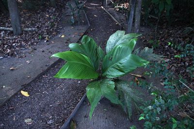 Geonoma brongniartii, photographed by Tony Rebelo