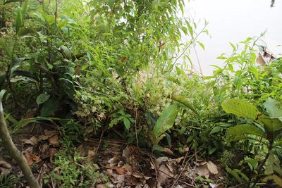 Trixis antimenorrhoea, photographed by Tony Rebelo