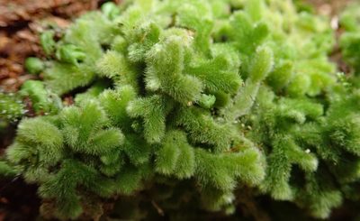 Leiomitra lanata, photographed by Peter de Lange