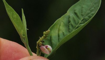 Asemeia acuminata, photographed by Tony Rebelo