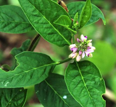 Asemeia acuminata, photographed by Tony Rebelo