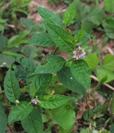 Asemeia acuminata, photographed by Tony Rebelo